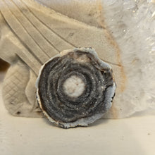 Load image into Gallery viewer, Chalcedony Agate Slice