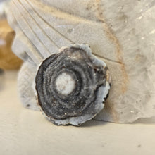 Load image into Gallery viewer, Chalcedony Agate Slice