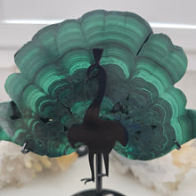 Load image into Gallery viewer, Malachite Peacock