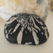 Load image into Gallery viewer, Chrysanthemum Stone Palmstone