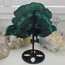 Load image into Gallery viewer, Malachite Peacock
