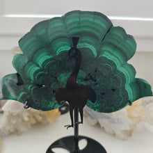 Load image into Gallery viewer, Malachite Peacock
