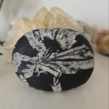 Load image into Gallery viewer, Chrysanthemum Stone Palmstone

