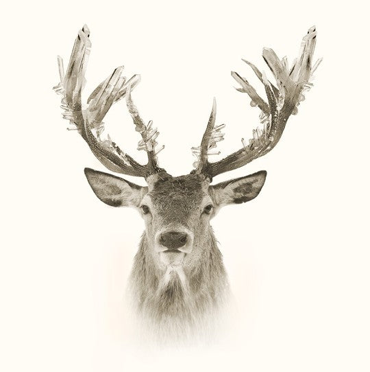 Crystal Deer Art Print